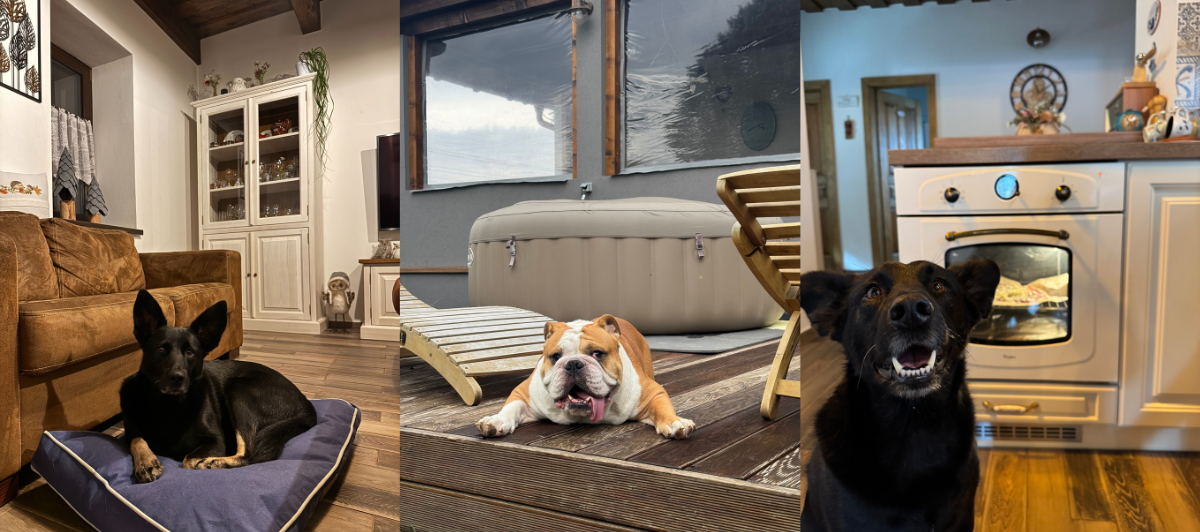 dogfriendly chata na slovensku